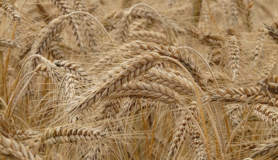 Контейнеризация российского зерна