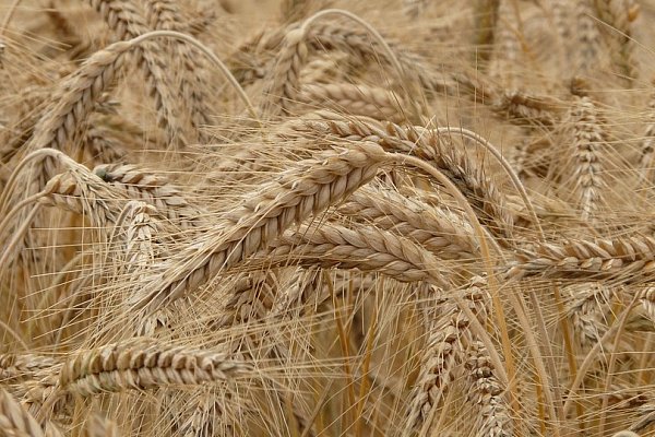 Контейнеризация российского зерна